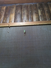 Cicadoidea