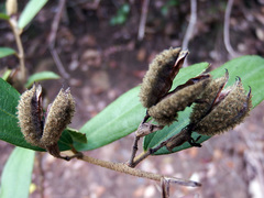Helicteres angustifolia