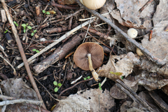 Psathyrella spadiceogrisea