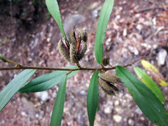 Helicteres angustifolia