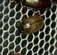 Enochrus