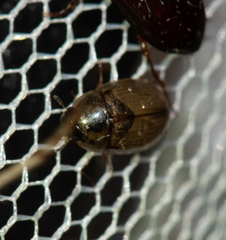 Enochrus