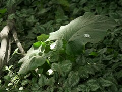 Cardiocrinum giganteum