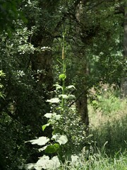 Cardiocrinum giganteum