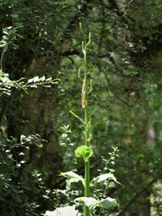 Cardiocrinum giganteum