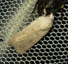 Caradrina fuscicornis