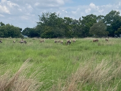 Damaliscus pygargus phillipsi