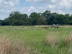 Damaliscus pygargus phillipsi