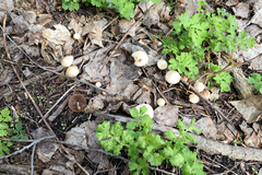 Psathyrella spadiceogrisea
