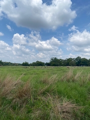 Damaliscus pygargus phillipsi