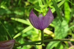 Calopogon tuberosus tuberosus