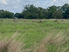 Damaliscus pygargus phillipsi