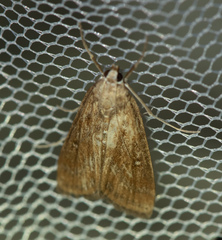 Parapoynx stratiotata