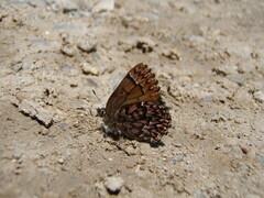 Callophrys eryphon