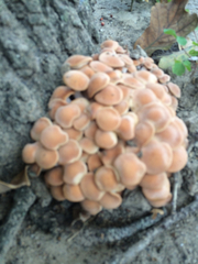 Desarmillaria caespitosa image