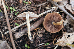 Psathyrella spadiceogrisea