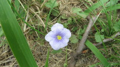 Nierembergia linariifolia