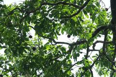 Bertholletia excelsa