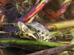 Trachemys scripta