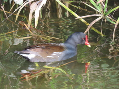 Gallinula chloropus