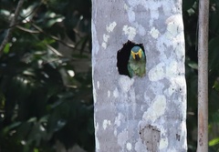 Orthopsittaca manilatus