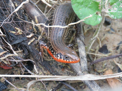 Bronze Grass Skink