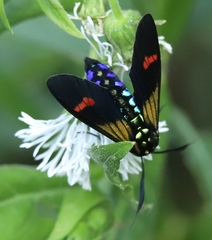 Belemnia eryx