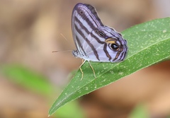 Chloreuptychia chlorimene