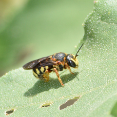 Dianthidium