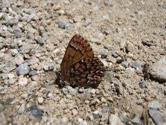 Callophrys eryphon