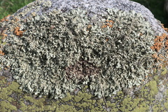 Xanthoparmelia stenophylla