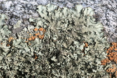 Xanthoparmelia stenophylla