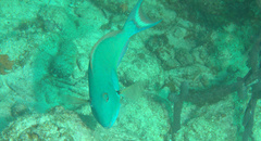 Sparisoma chrysopterum