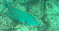 Sparisoma chrysopterum