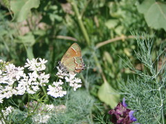 Callophrys gryneus