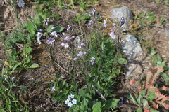Veronica gentianoides