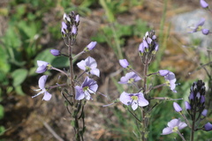 Veronica gentianoides