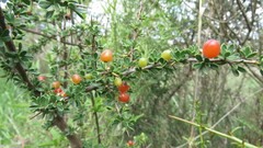 Condalia microphylla
