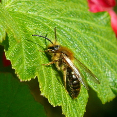 Andrena nitida