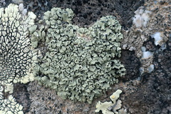 Xanthoparmelia stenophylla