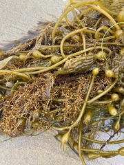 Sargassum horneri