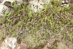 Anemia tomentosa