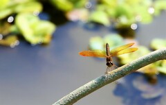 Perithemis tenera