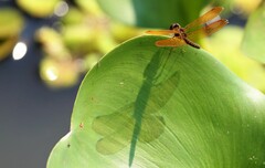 Perithemis tenera