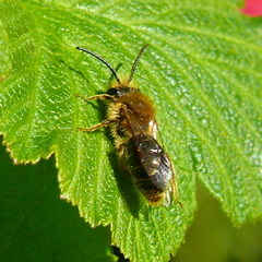 Andrena nitida