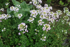 Cardamine uliginosa