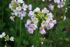 Cardamine uliginosa