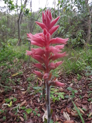 Sacoila lanceolata