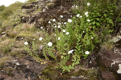 Petunia axillaris