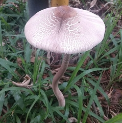 Macrolepiota capelariae